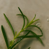 Aromatica Rosemary Scalp Scaling Shampoo 13.53 oz.